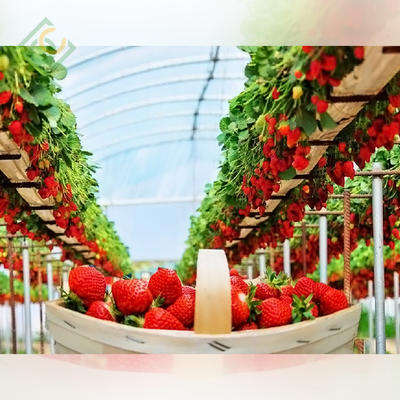 Strawberry  Greenhouse