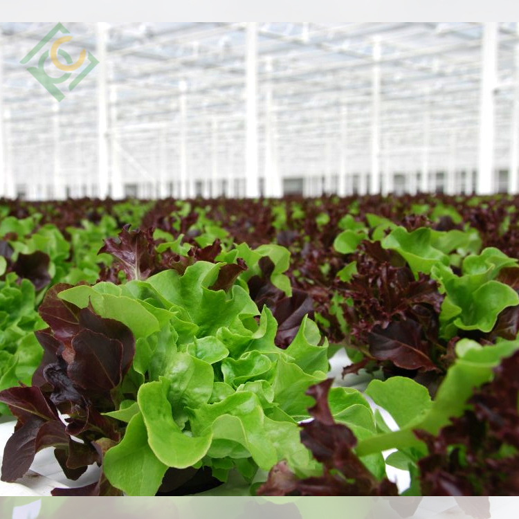 Lettuce Greenhouse