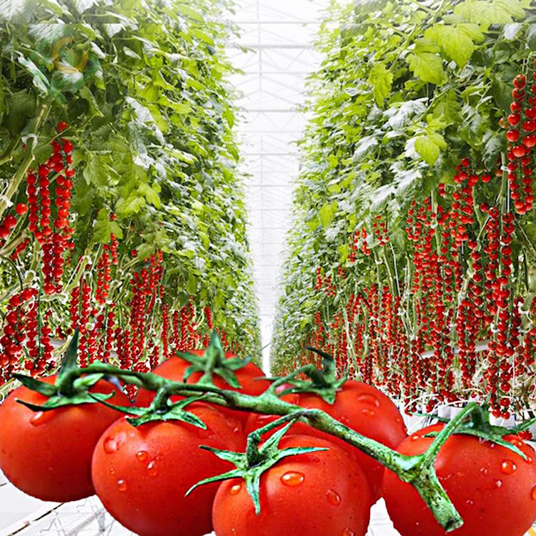 Tomato Greenhouse