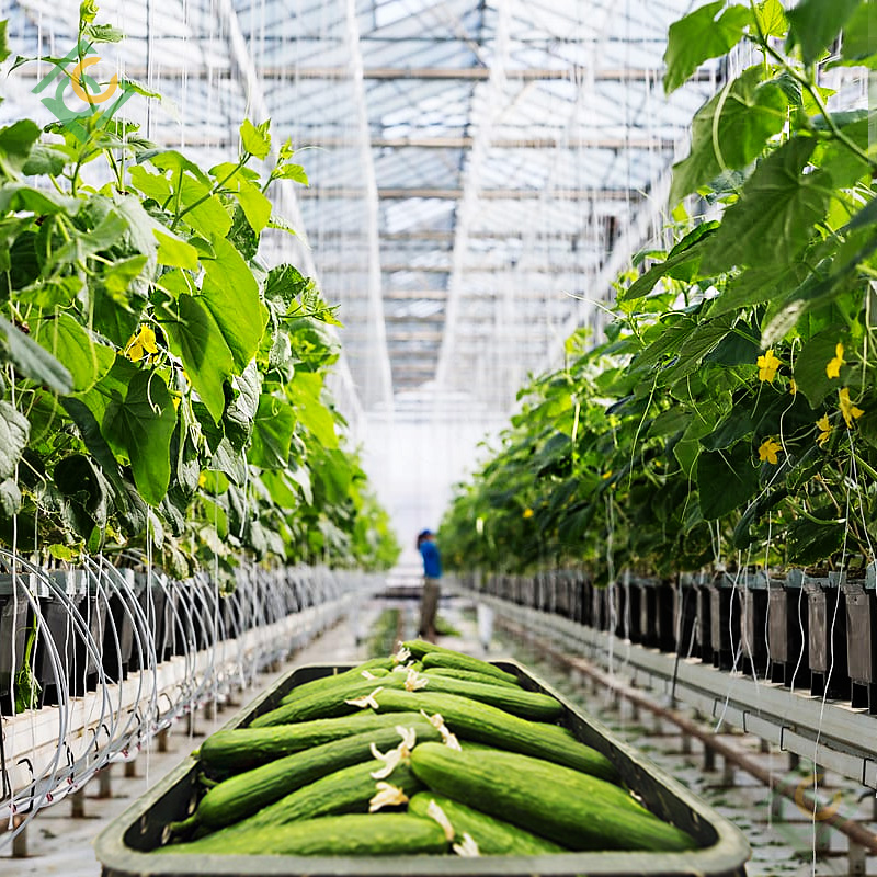 Cucumber Greenhouse